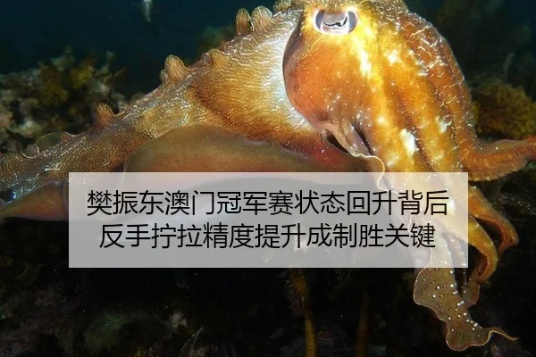 樊振东澳门冠军赛状态回升背后 反手拧拉精度提升成制胜关键